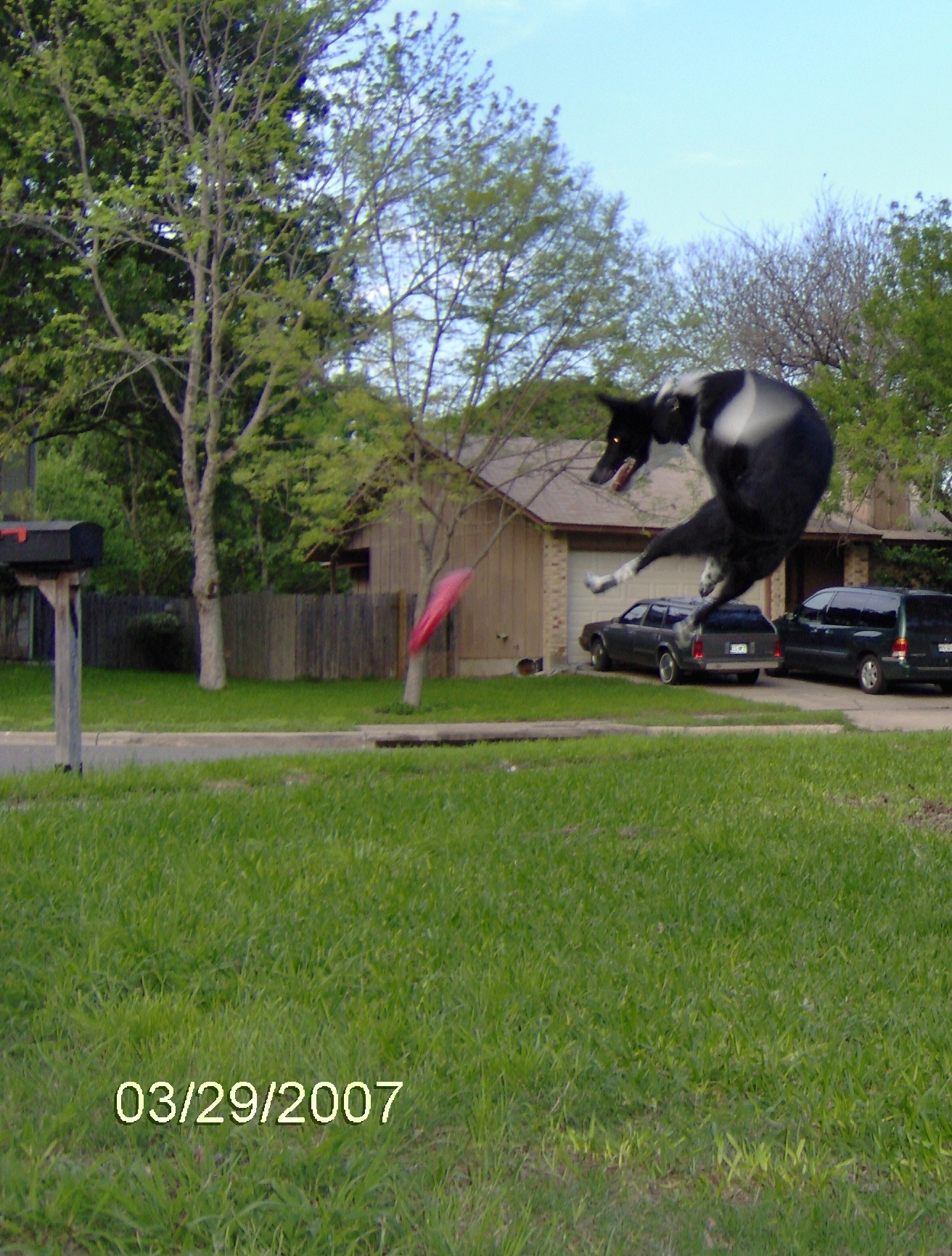 Shiner frisbee