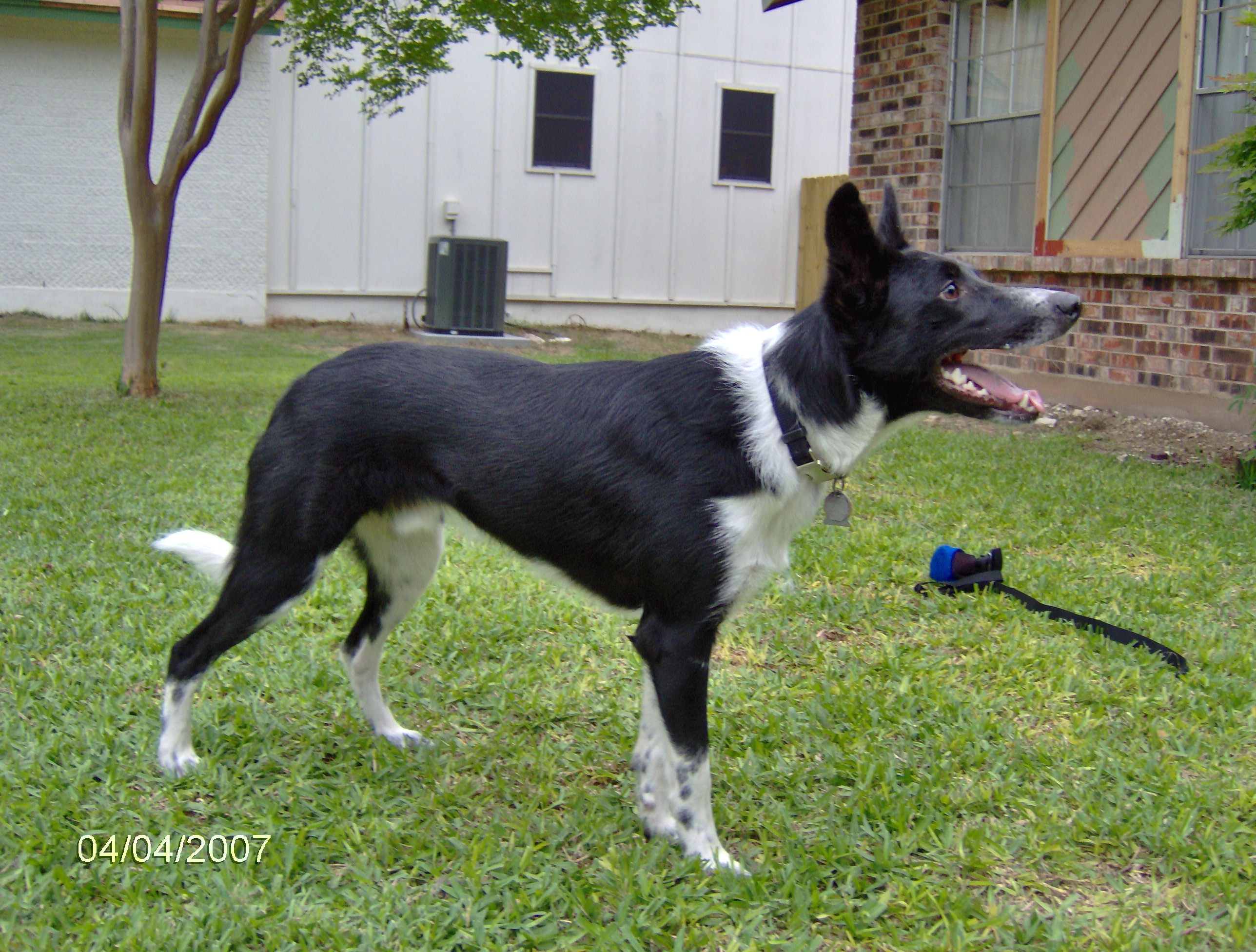 Shiner profile